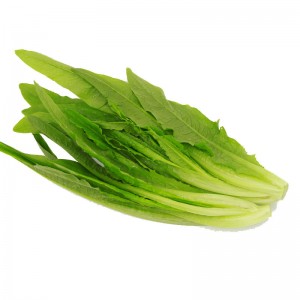 油麦菜 北京 600g 简装 新鲜蔬菜